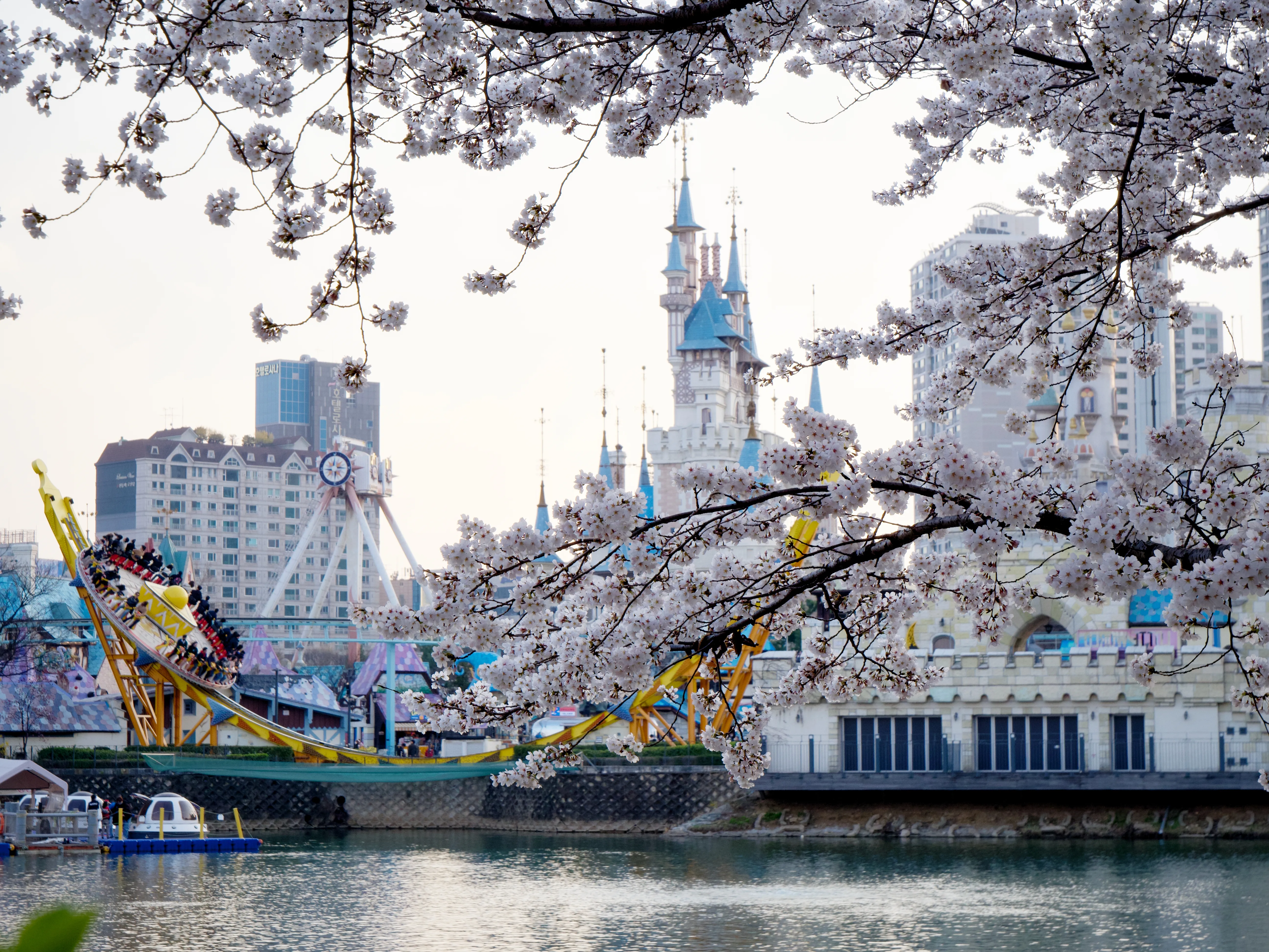 Cherry Blossoms Gallery - Picture 7